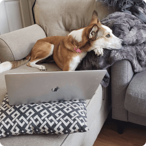 dog sitting on a couch