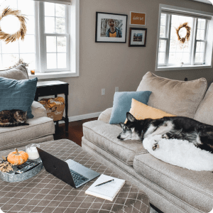 dog snoozing on a couch in front of a computer